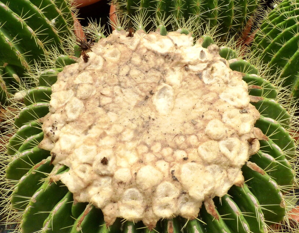 Echinocactus grusonii cv setispinus mature cactus with dense woolly top and sharp yellow spines