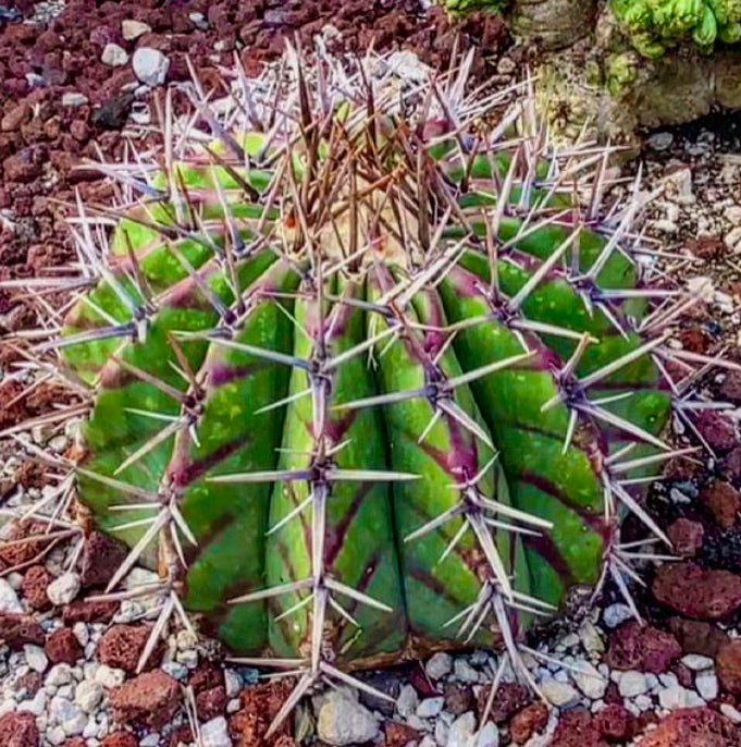 Echinocactus ingens var. grandis cactus a barile verde con spine lunghe prominenti e struttura costolata