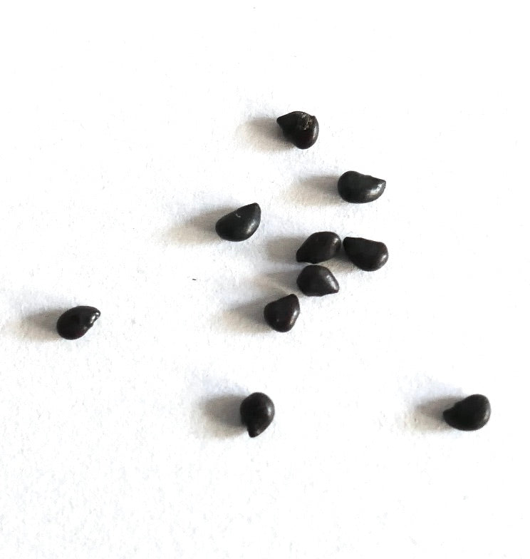 Echinocactus platyacanthus cactus seeds scattered on white background