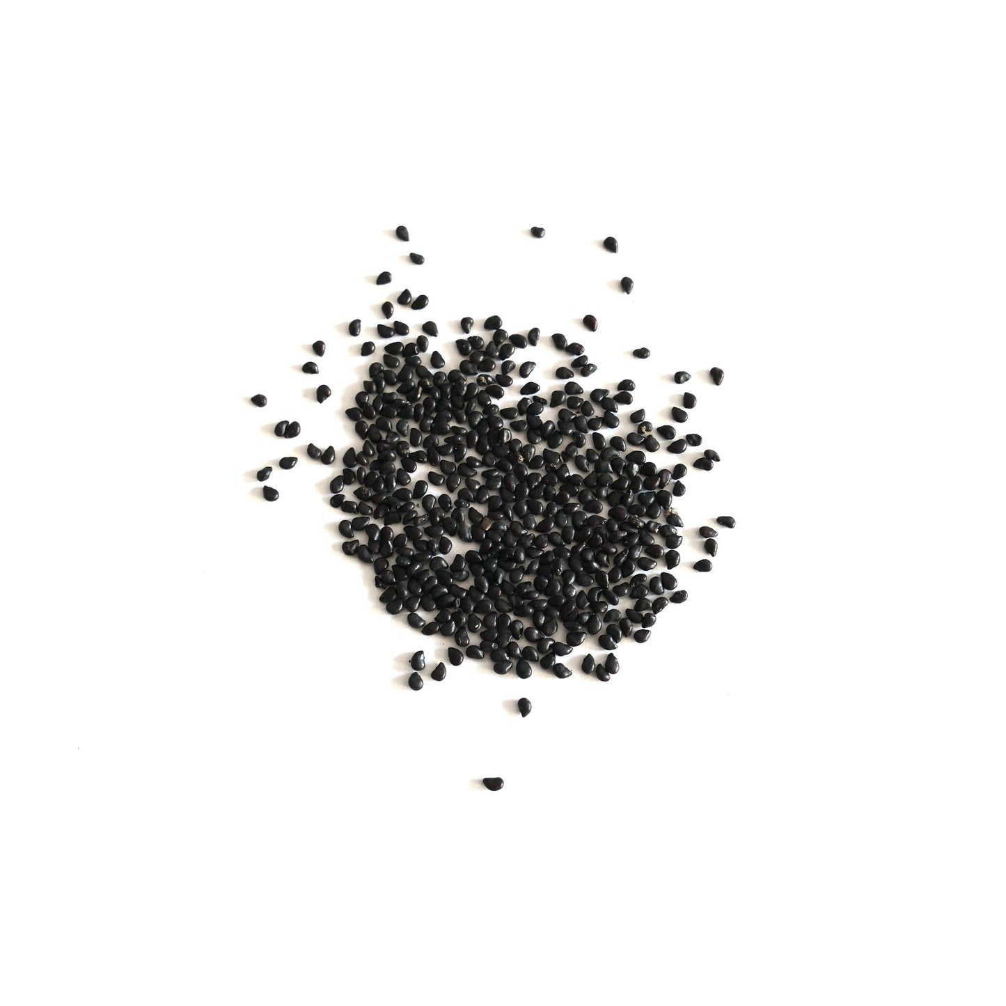 Echinocactus platyacanthus black cactus seeds on white background