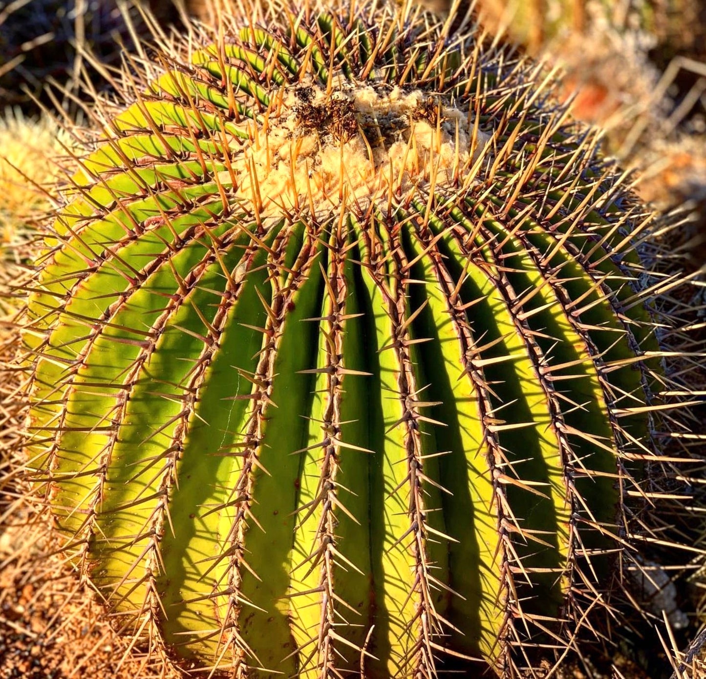 Echinocactus visnaga grande cactus rotondo con spine lunghe gialle prominenti e corpo verde costoluto