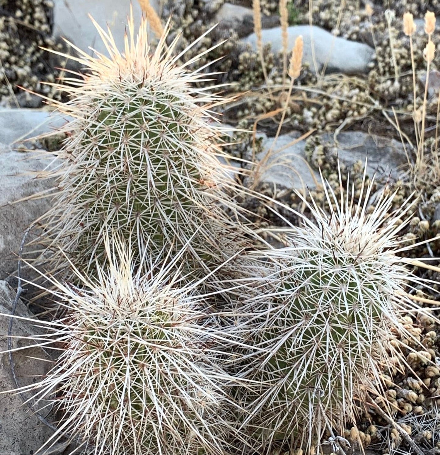 Echinocereus apachensis cluster of small green cacti with dense long white spines in natural soil