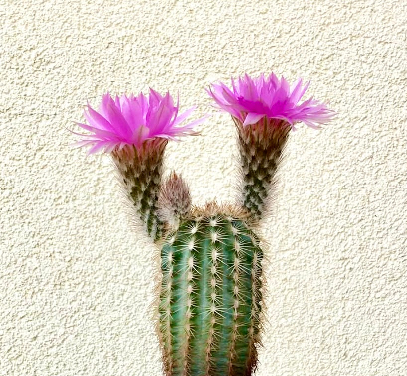 Echinocereus baileyi cactus with tall green ribbed stem and vibrant pink flowers blooming