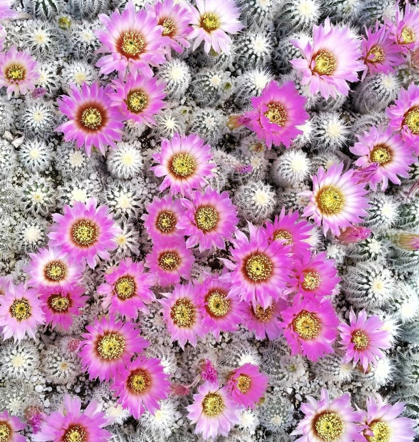 Echinocereus baileyi var. albispinus cactus con spine bianche dense e fiori rosa vivaci