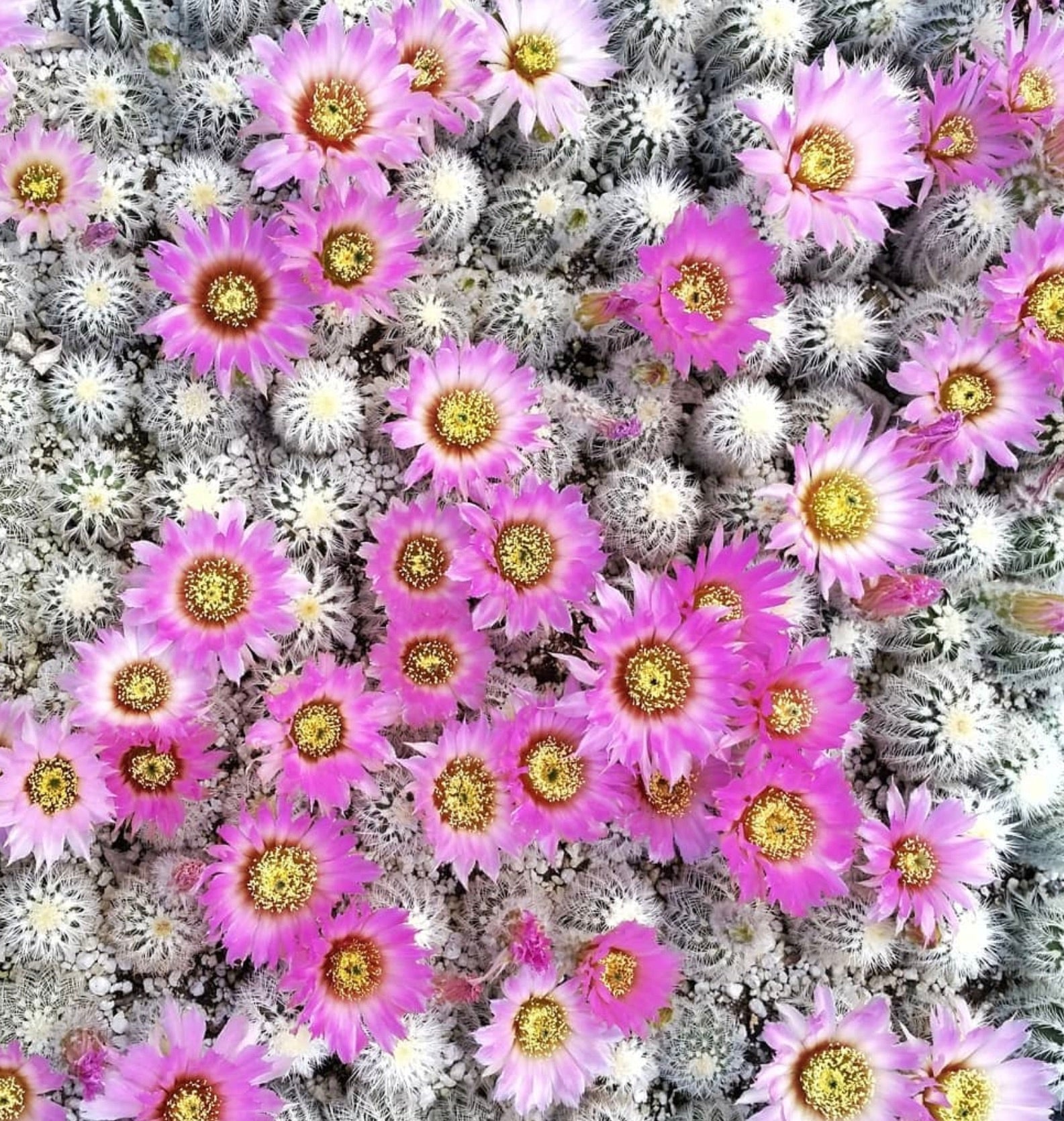 Echinocereus baileyi var. albispinus cactus con spine bianche dense e fiori rosa vivaci