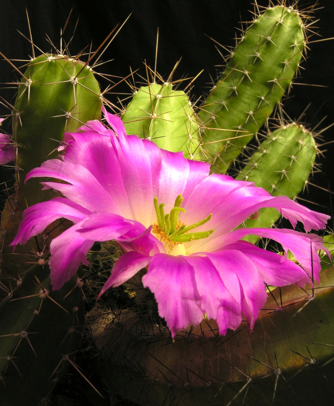 Echinocereus blanckii cactus con fiore rosa acceso e spine affilate su sfondo nero