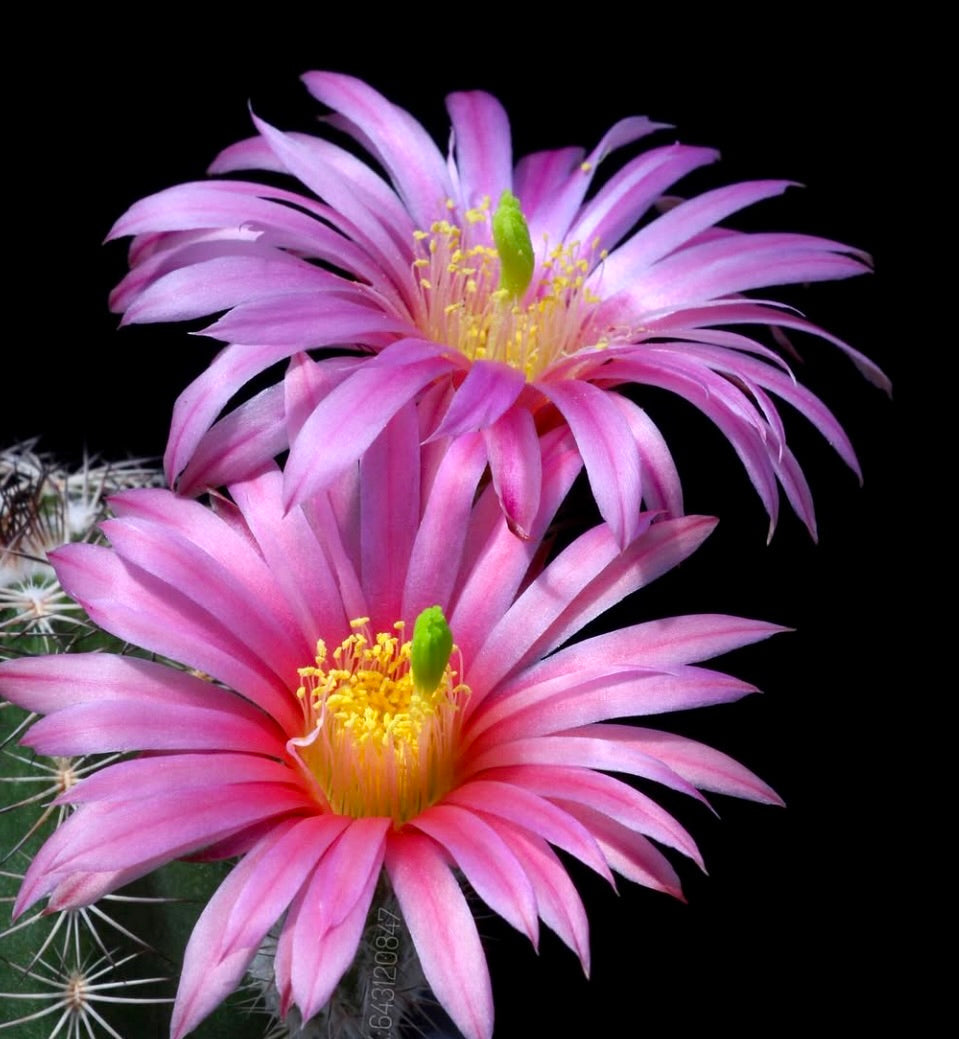 Echinocereus bonatzii raro cactus con fiori rosa vivaci e stami gialli