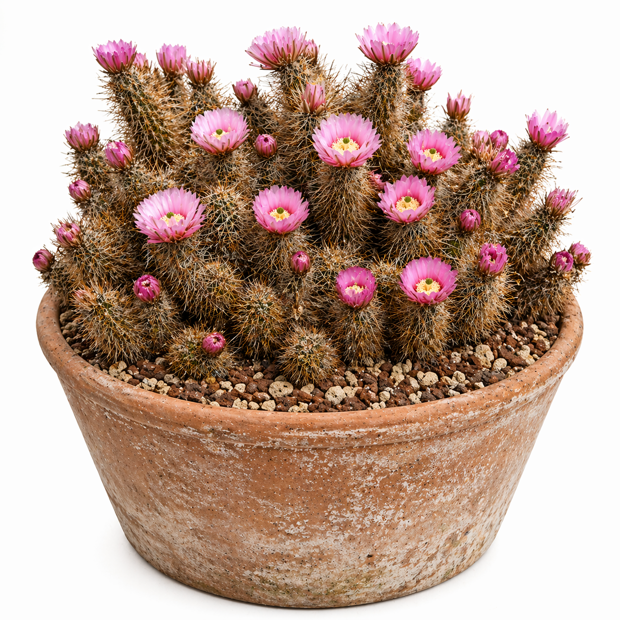 Echinocereus bonkerae cactus con spine dense e fiori rosa vivaci in vaso di terracotta
