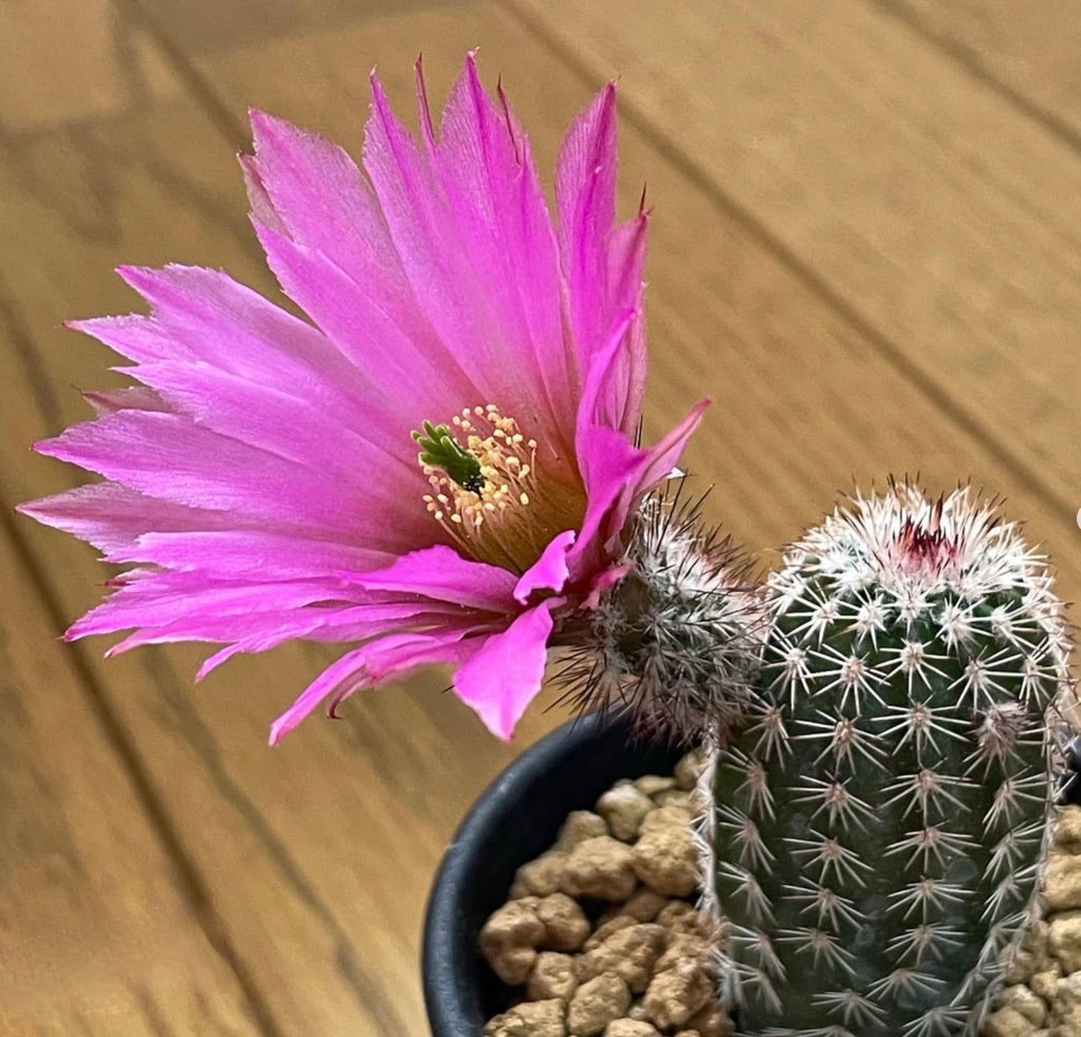 Echinocereus bristolii cactus con vibrante fiore rosa e fusto verde spinoso in vaso