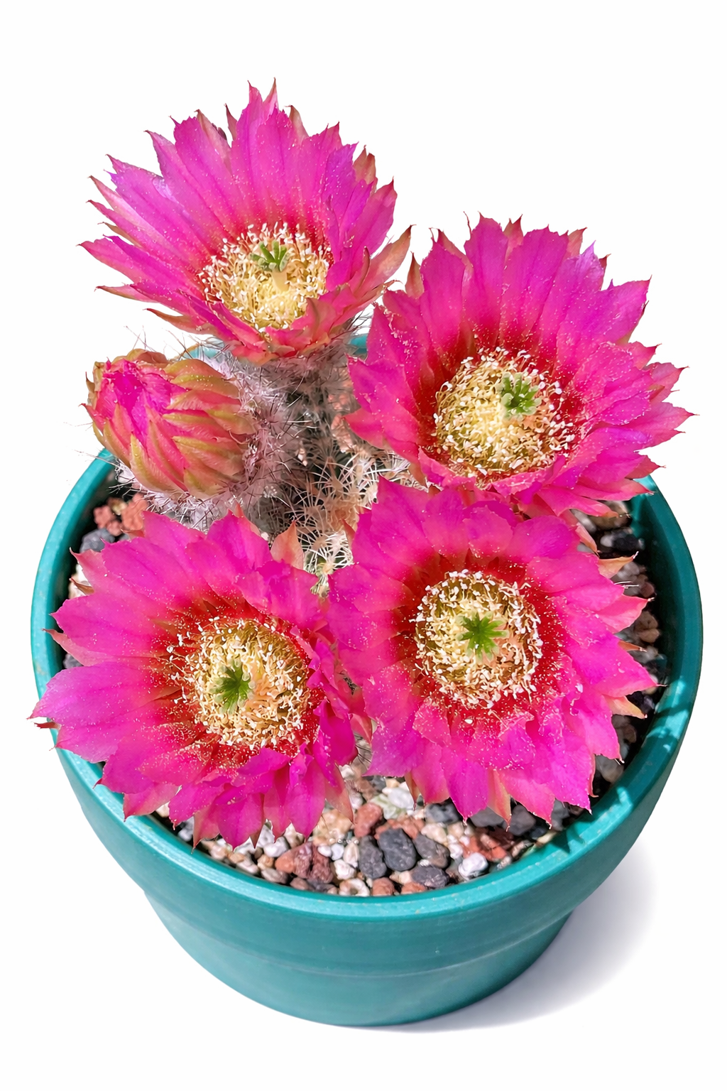 Echinocereus caespitosus cactus with bright pink flowers in green pot with gravel soil