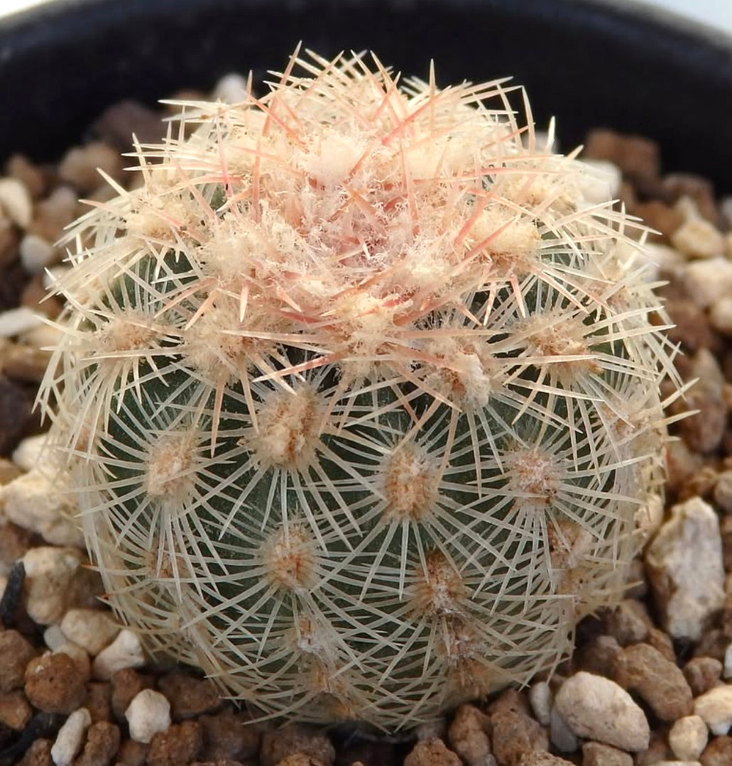 Echinocereus carmenensis succulent cactus with dense white and pinkish spines in gravel pot