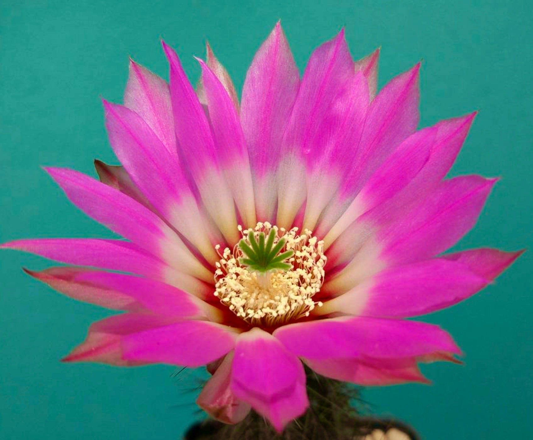 Echinocereus chisoensis bright pink cactus flower with white center and green stigma