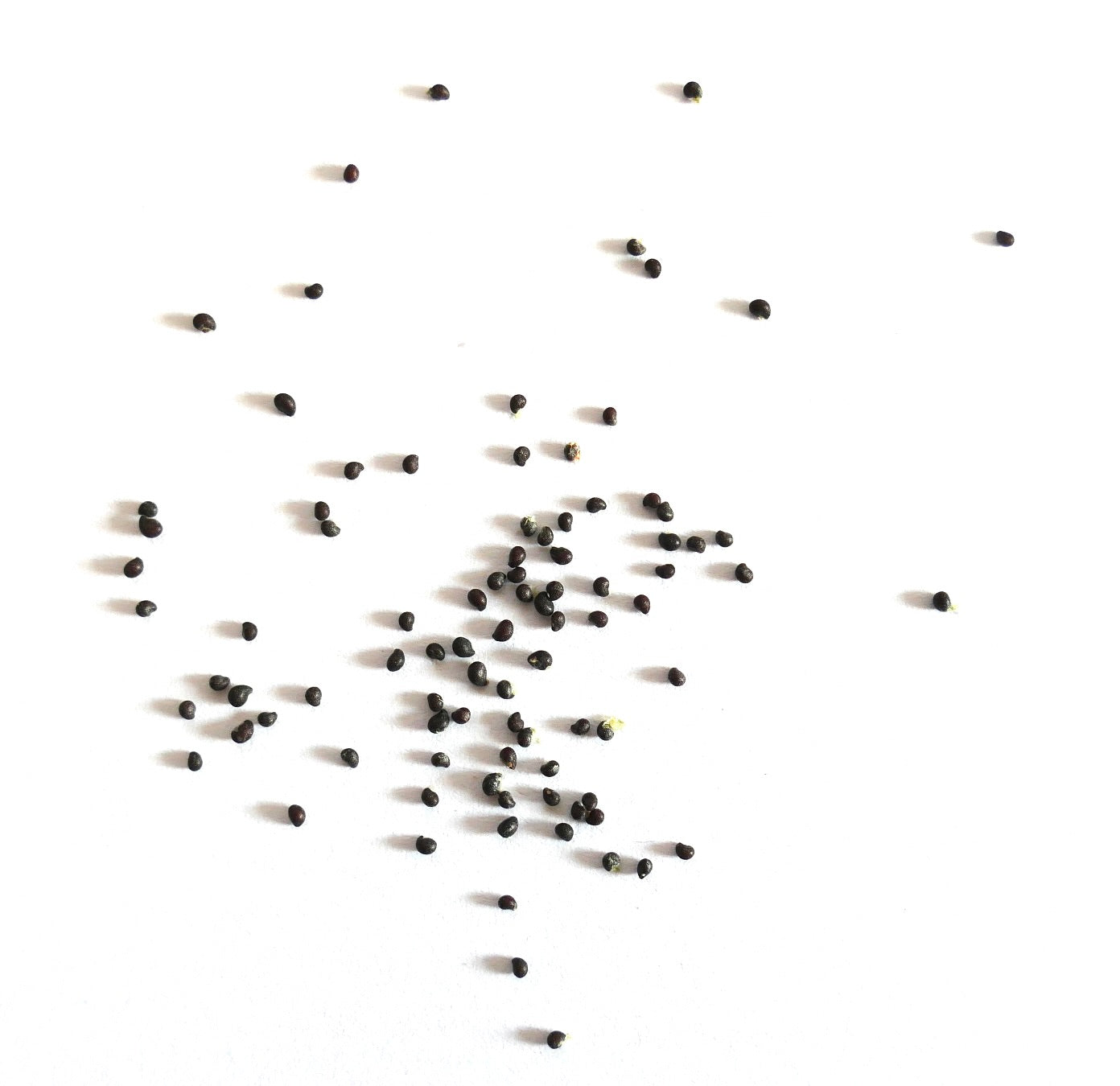 Semi di cactus Mammillaria barbata sparsi su sfondo bianco per la coltivazione