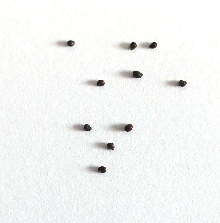 Mammillaria barbata cactus seeds on white background for succulent propagation