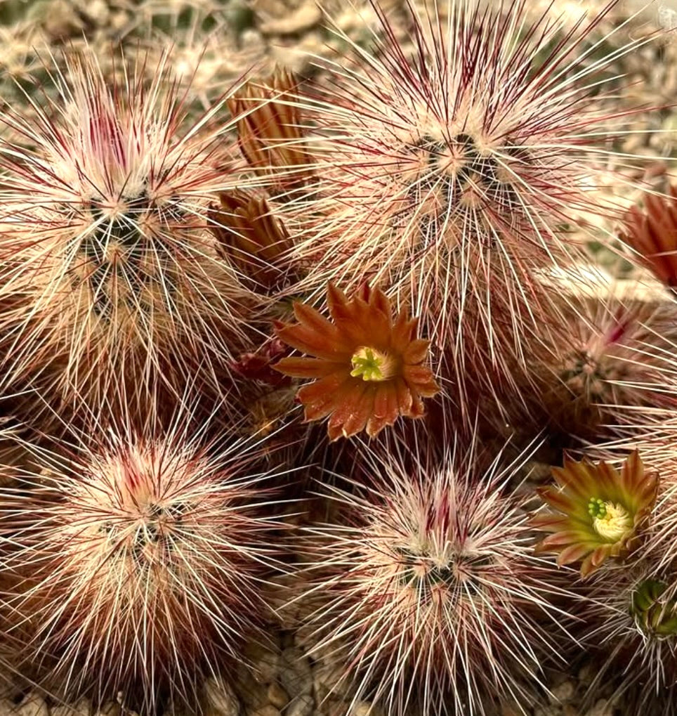 Cactus Echinocereus chloranthus con spine dense e piccoli fiori arancioni in ambiente naturale