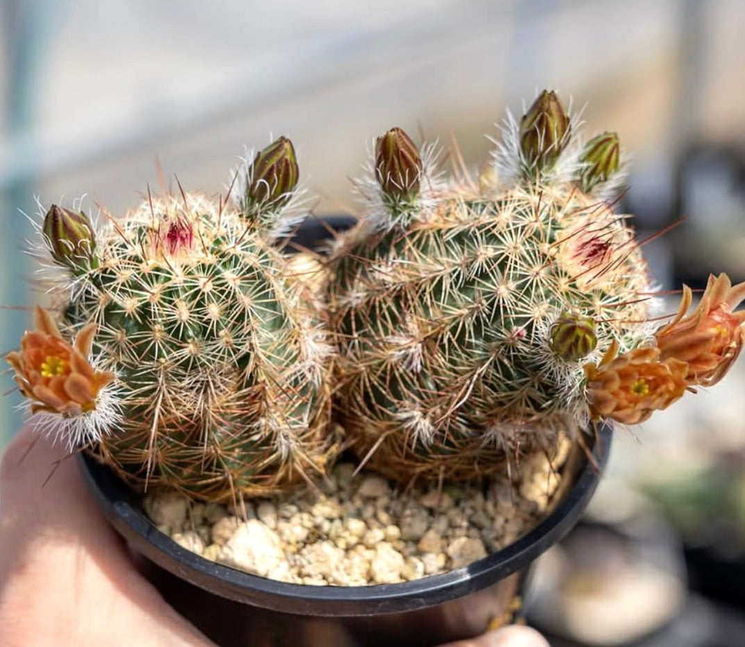 Echinocereus chloranthus var. cylindricus small flowering cactus with orange buds in black pot
