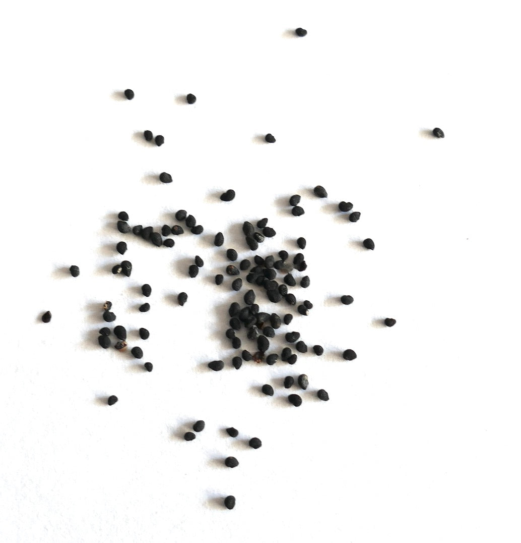 Echinocereus conglomeratus cactus seeds scattered on white background