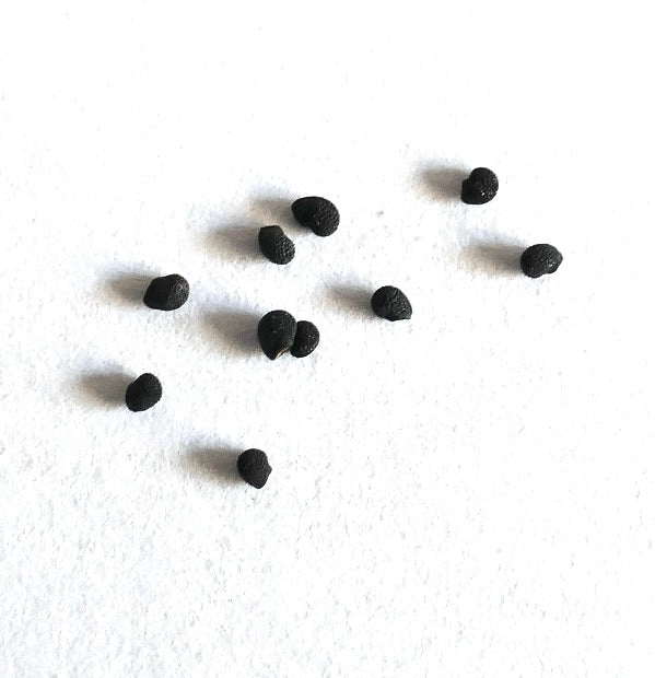 Echinocereus conglomeratus cactus seeds scattered on white background