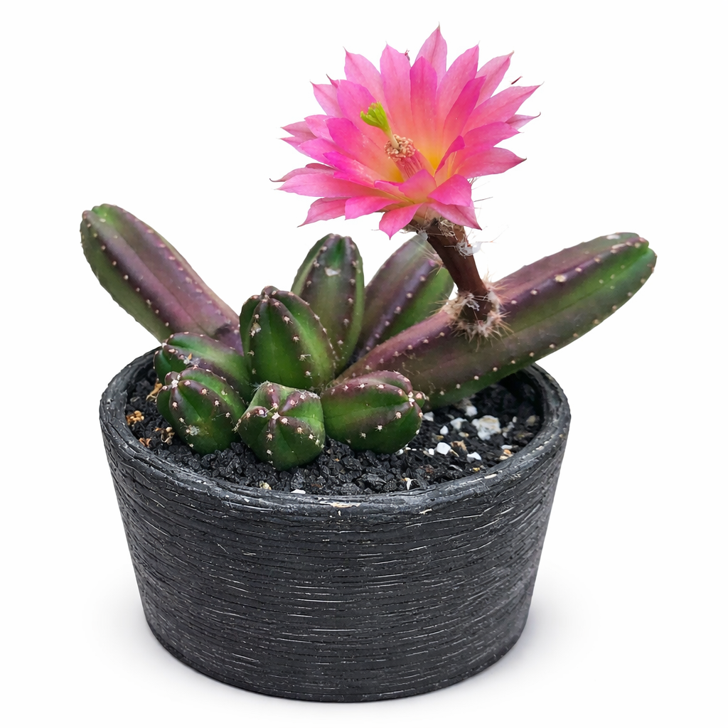 Cactus Echinocereus cucumis con fusti verde scuro e viola e fiore rosa acceso in vaso nero