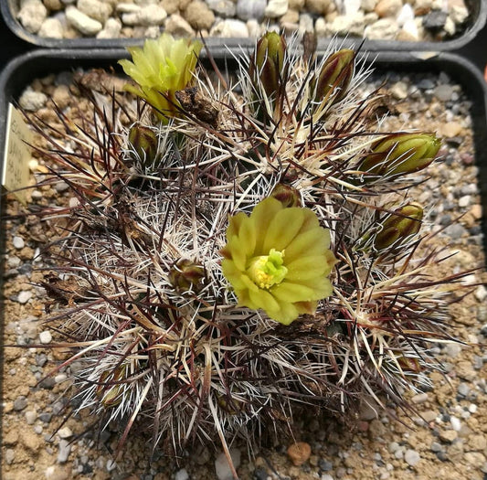 Echinocereus davisi cactus with yellow flowers and dense spines in gravel soil pot