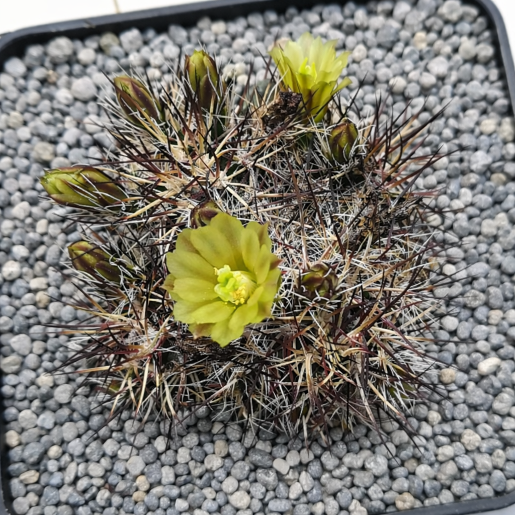 Echinocereus davisii cactus con fiori gialli e spine fitte in vaso di ghiaia
