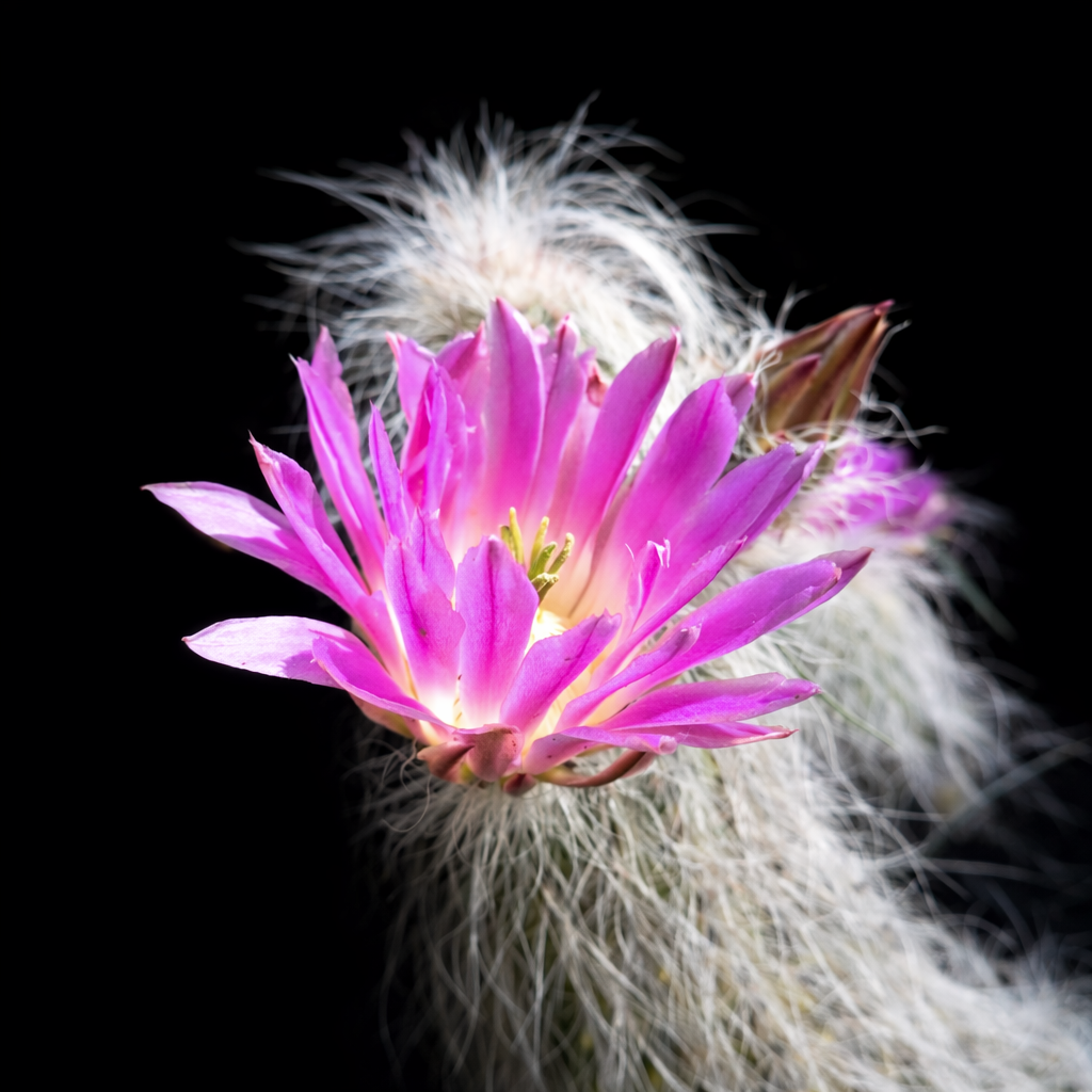 Echinocereus delaetii cactus with vibrant pink flower and white hairy spines against black background