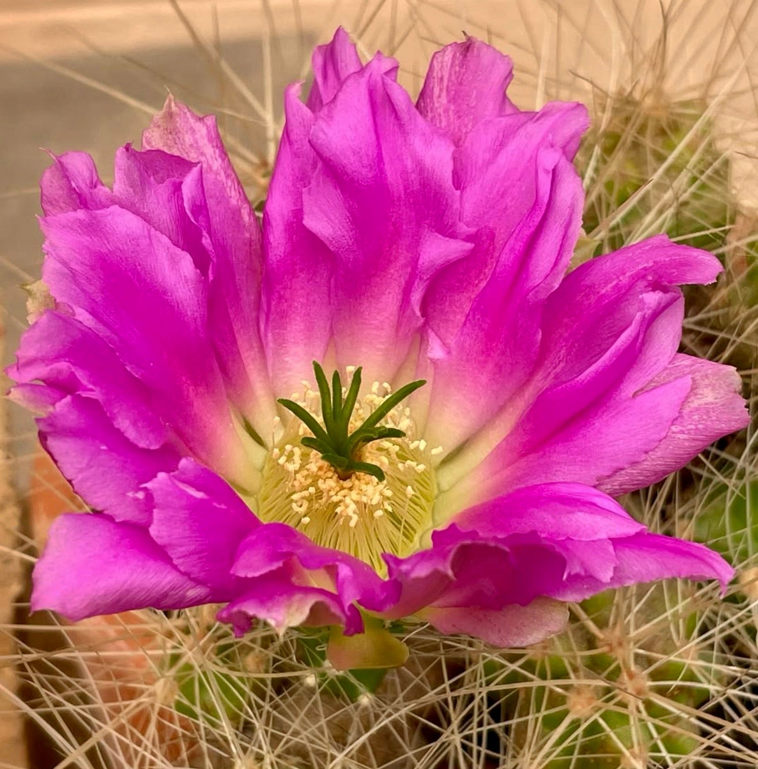 Echinocereus dubius cactus con fiore rosa acceso e spine bianche dense in primo piano