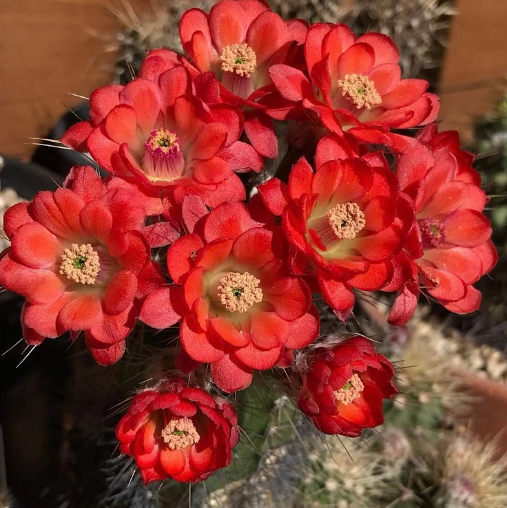 Echinocereus durangensis cactus with vibrant red-orange clustered flowers and spiny stems