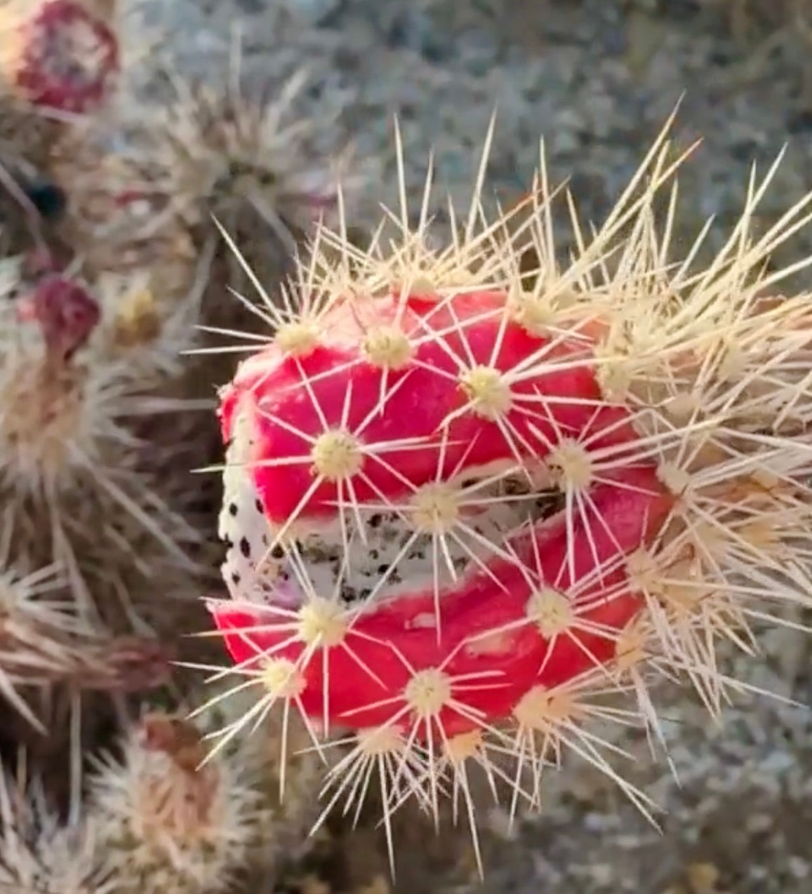 Cactus Echinocereus engelmannii con frutti rossi vivaci e lunghi aculei chiari in ambiente desertico