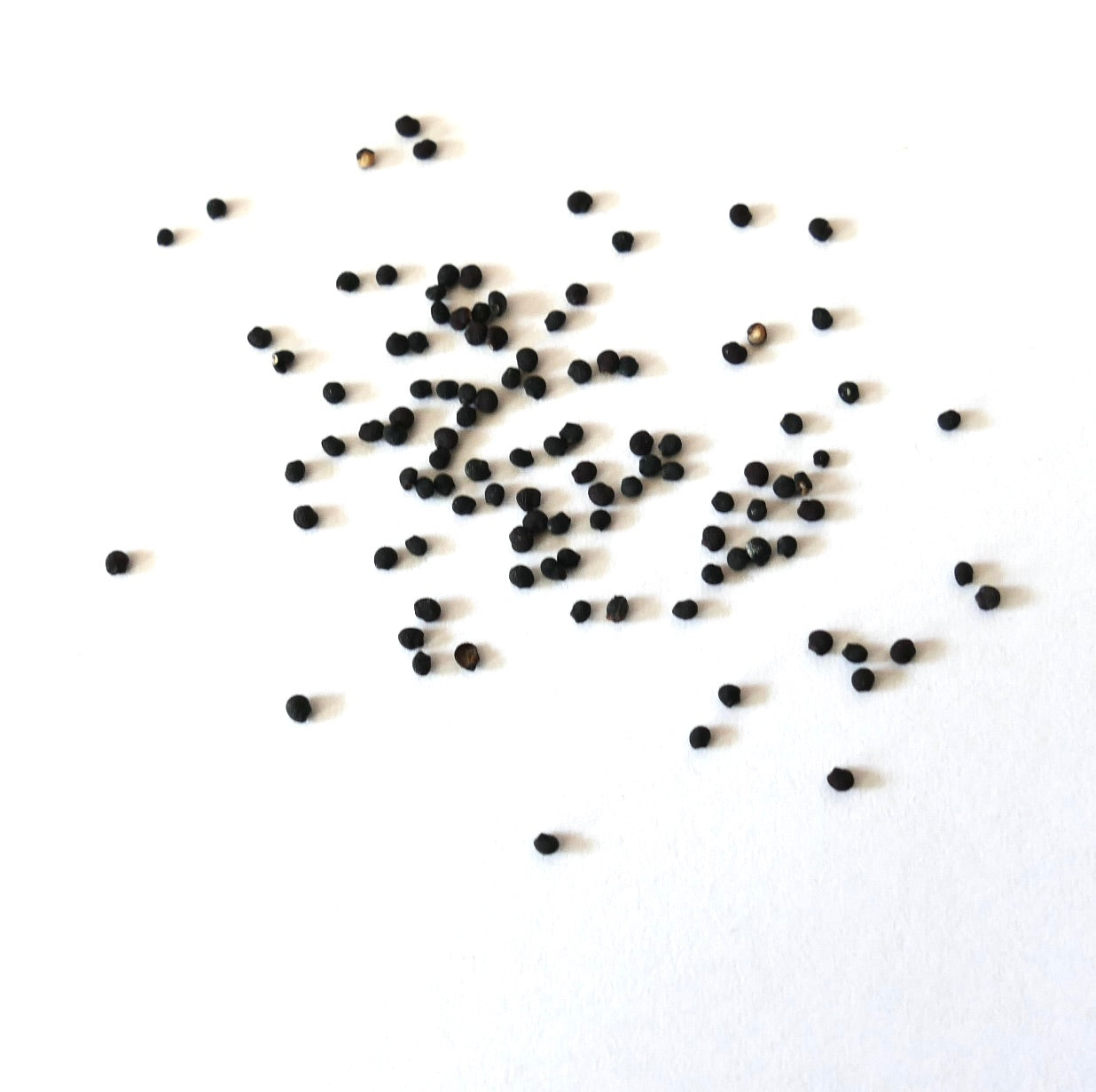 Echinocereus engelmannii var. nicholi small black cactus seeds on white background