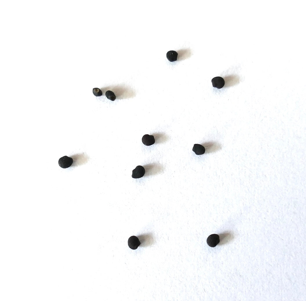 Echinocereus engelmannii var. nicholi small black cactus seeds on white background