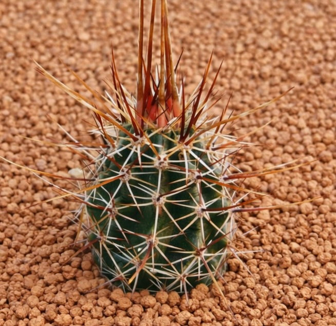 Echinocereus engelmannii var. variegatus small cactus with long reddish spines on gravel