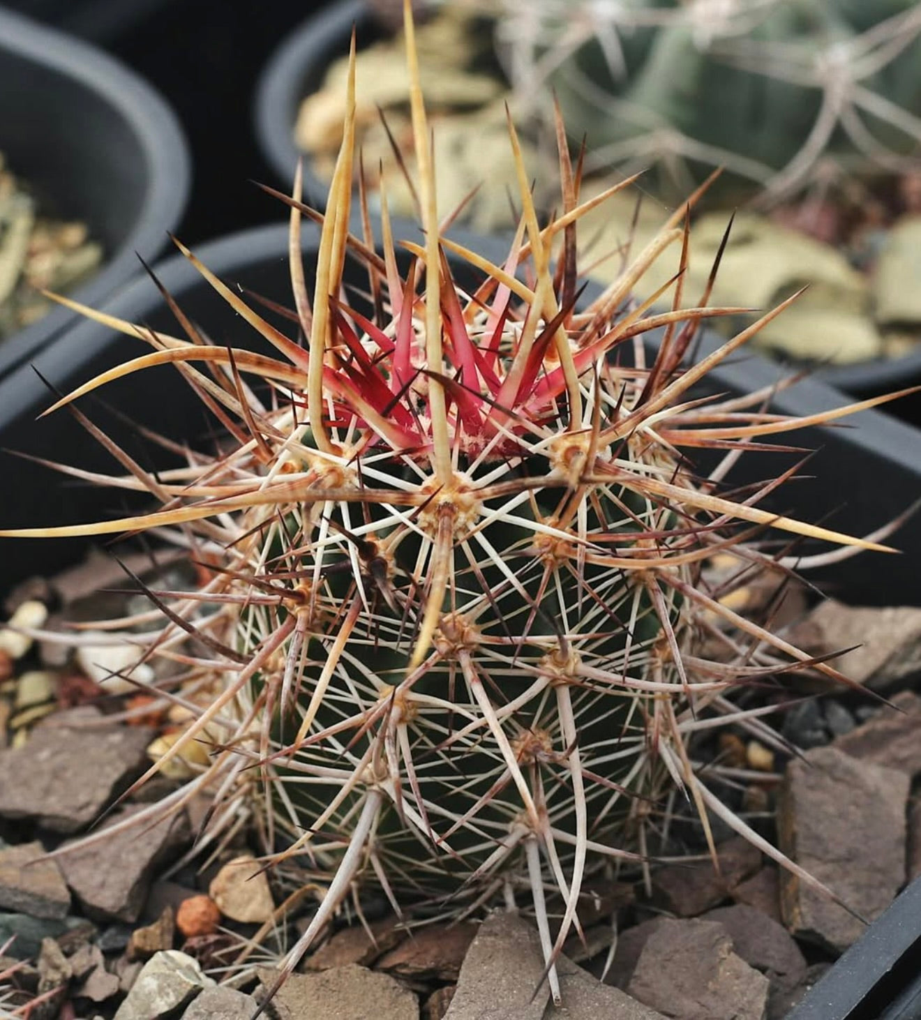 Echinocereus ferreirianus rare cactus with dense long spines and red central spine cluster