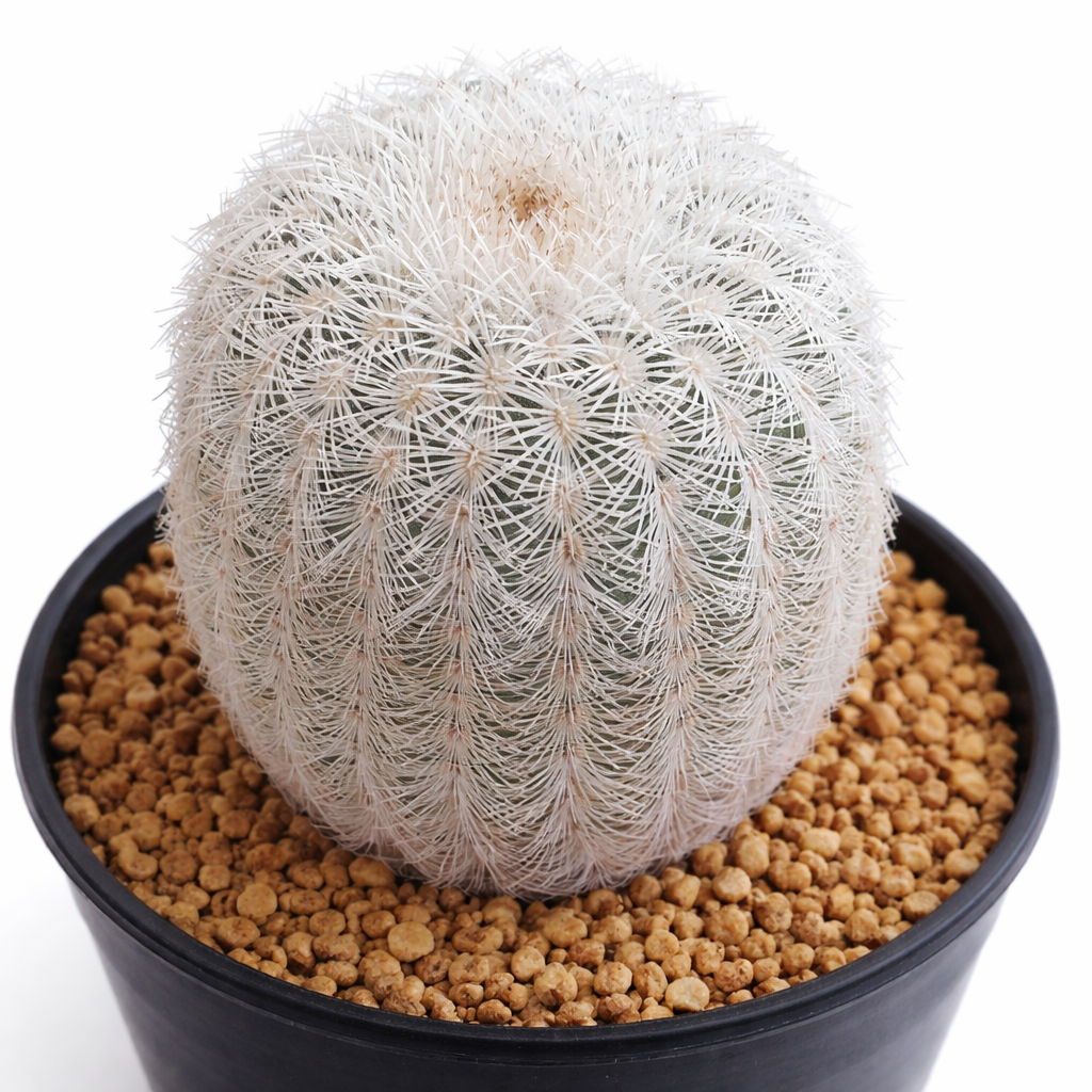 Echinocereus fitchii var. bergmannii rare white-spined cactus in black pot with gravel