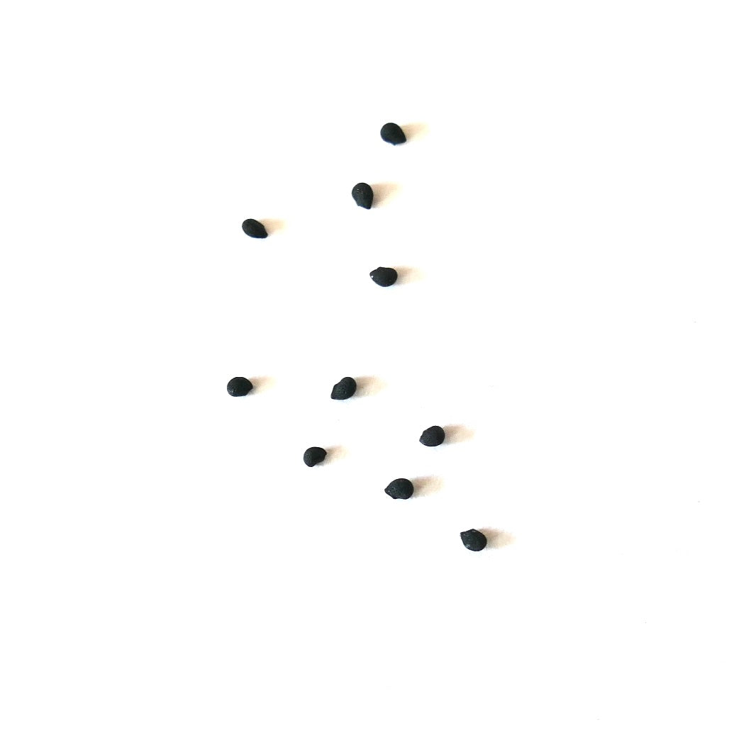 Echinocereus freudenbergeri small black cactus seeds on white background