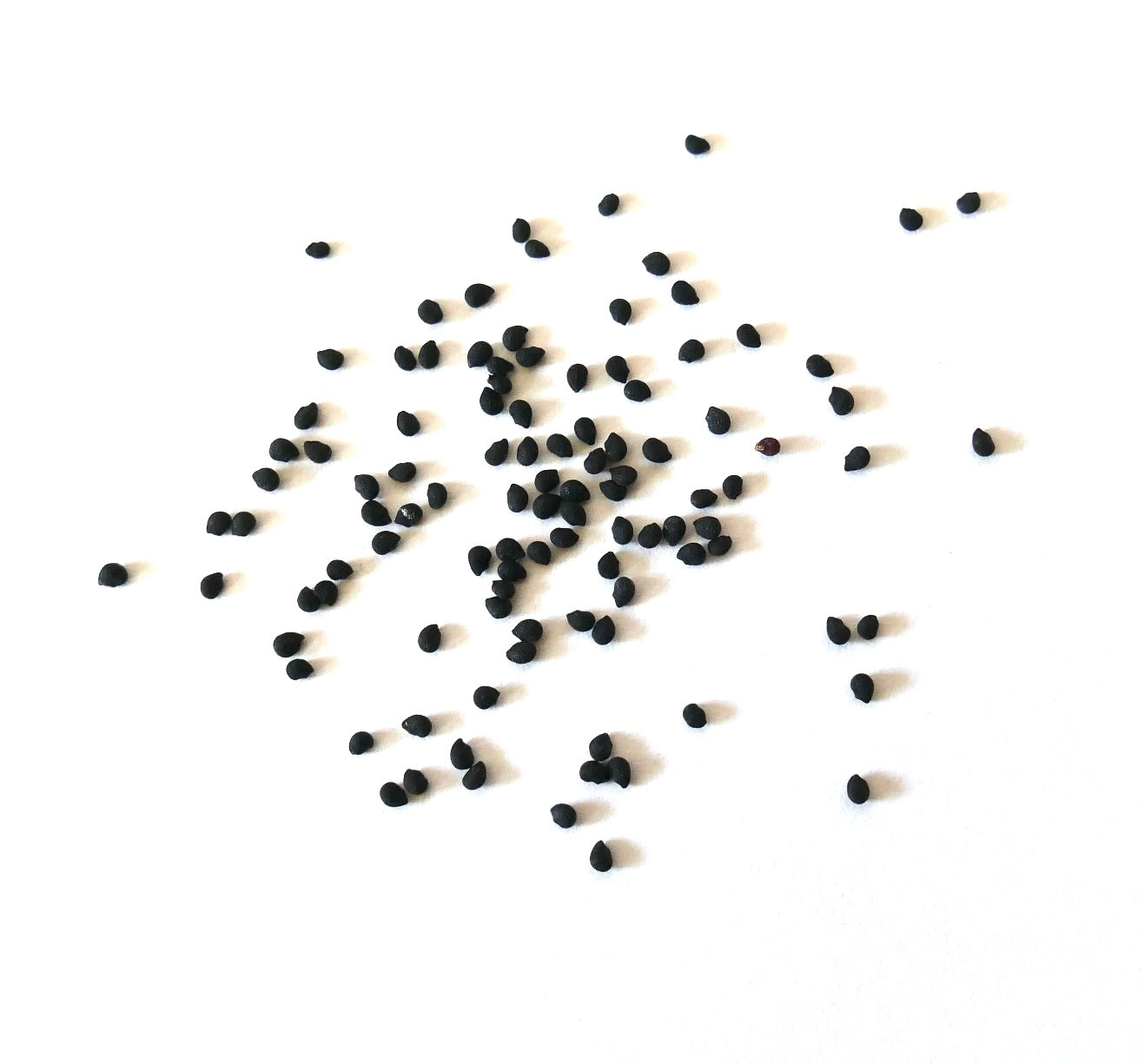 Semi di piccoli cactus neri di Echinocereus freudenbergeri sparsi su sfondo bianco