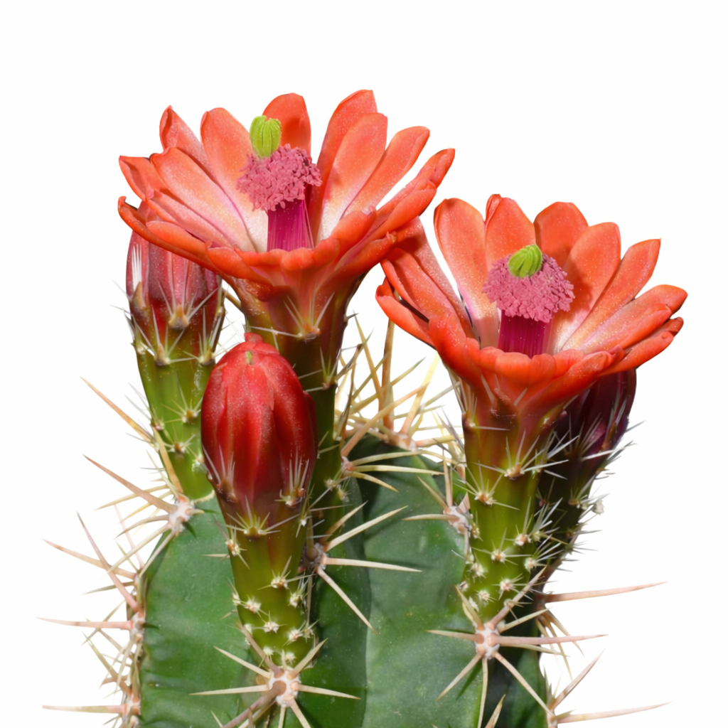 Echinocereus gentryi cactus with vibrant red-orange flowers and prominent spines succulent specimen