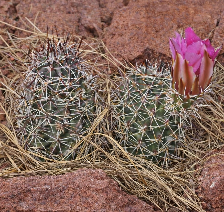 Echinocereus hempelii succulent cactus with spines and pink flower in natural desert setting