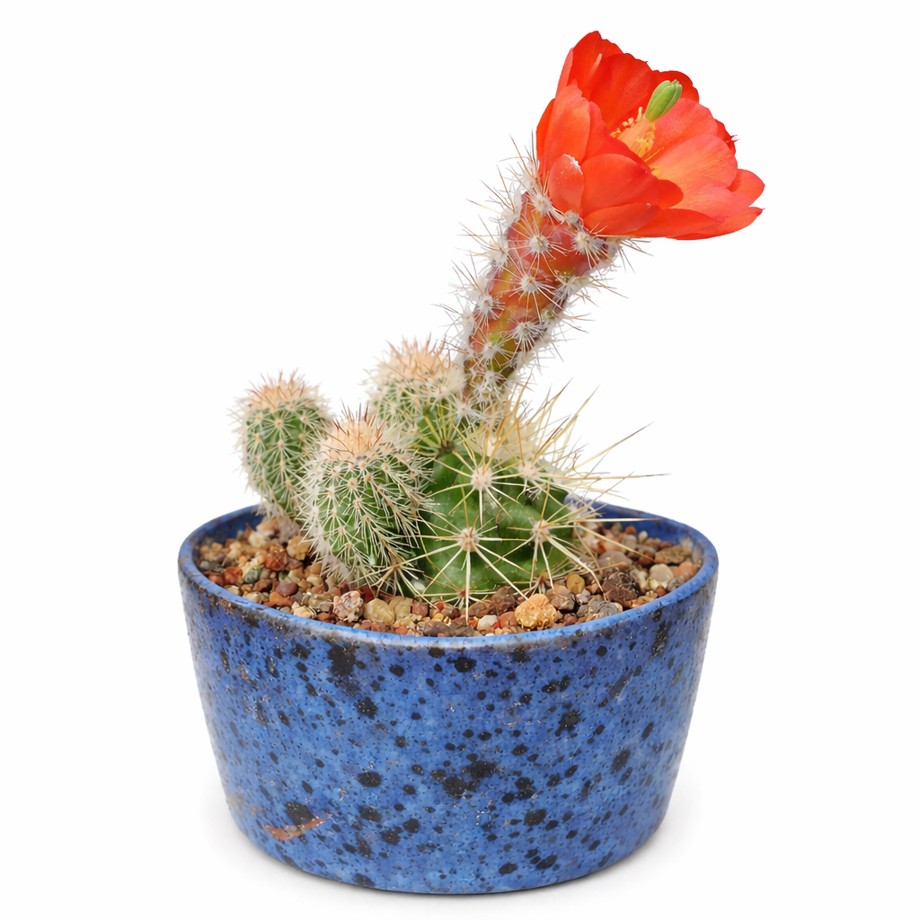 Echinocereus klapperi small cactus with bright orange flower in blue speckled pot