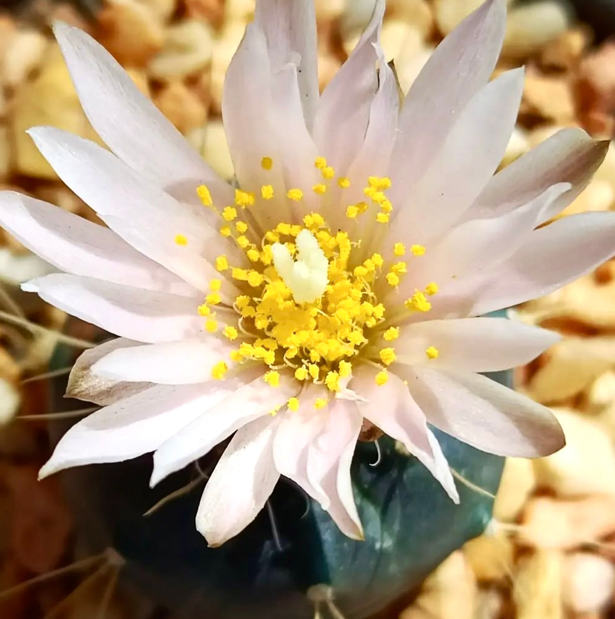 Echinocereus knipellianus succulent cactus with pale pink flower and yellow stamens blooming