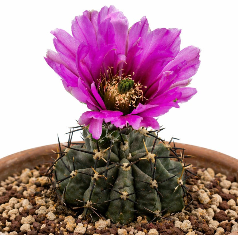 Echinocereus kuenzleri cactus with large vibrant pink flower and dark spines in pot