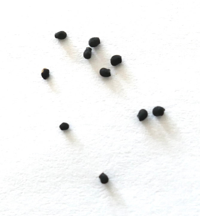 Echinocereus laui small black cactus seeds scattered on white background