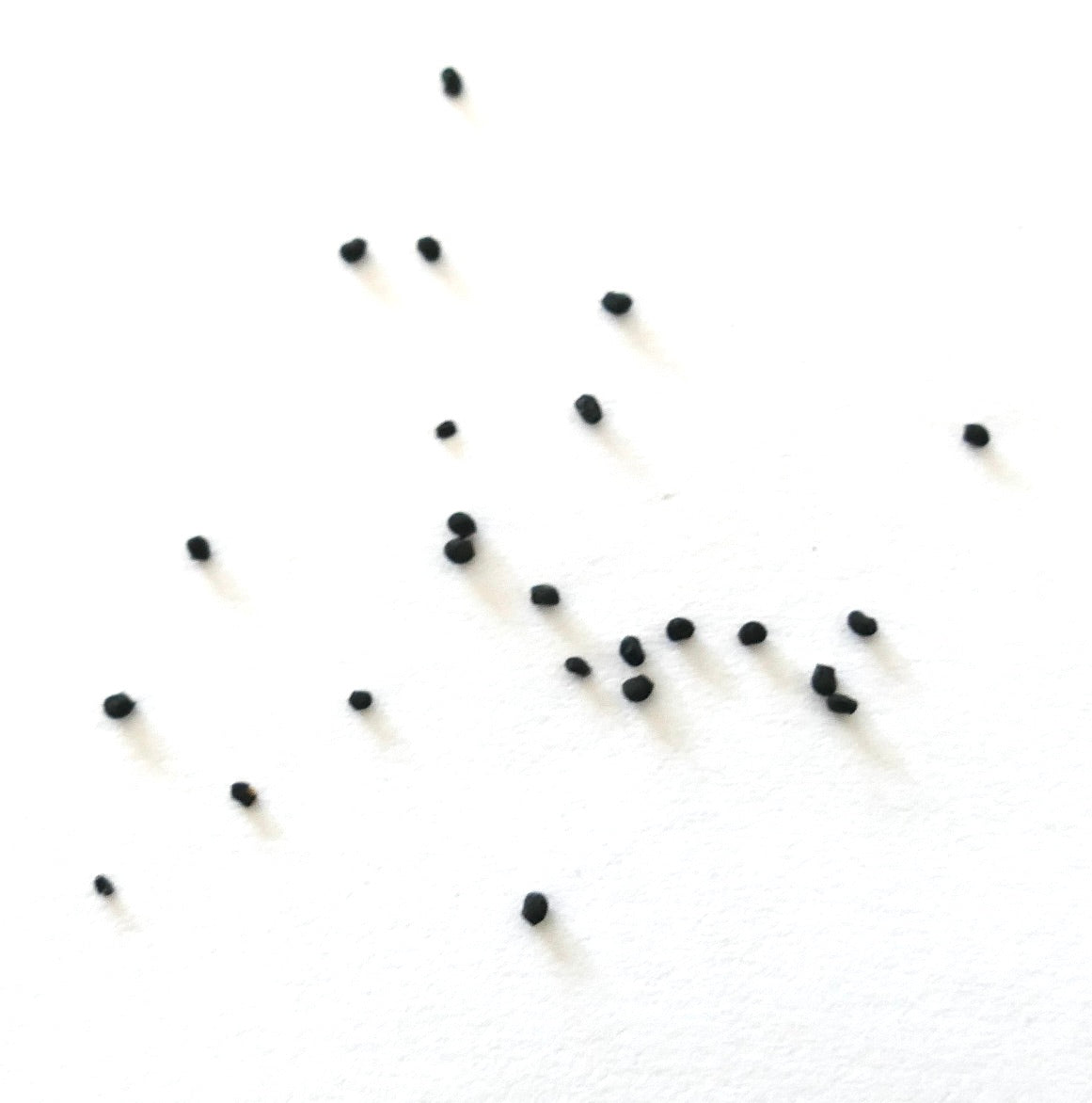 Echinocereus laui black cactus seeds scattered on white background