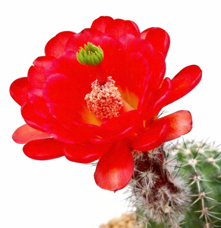 Echinocereus leeanus bright red cactus flower with spiny green stem succulent