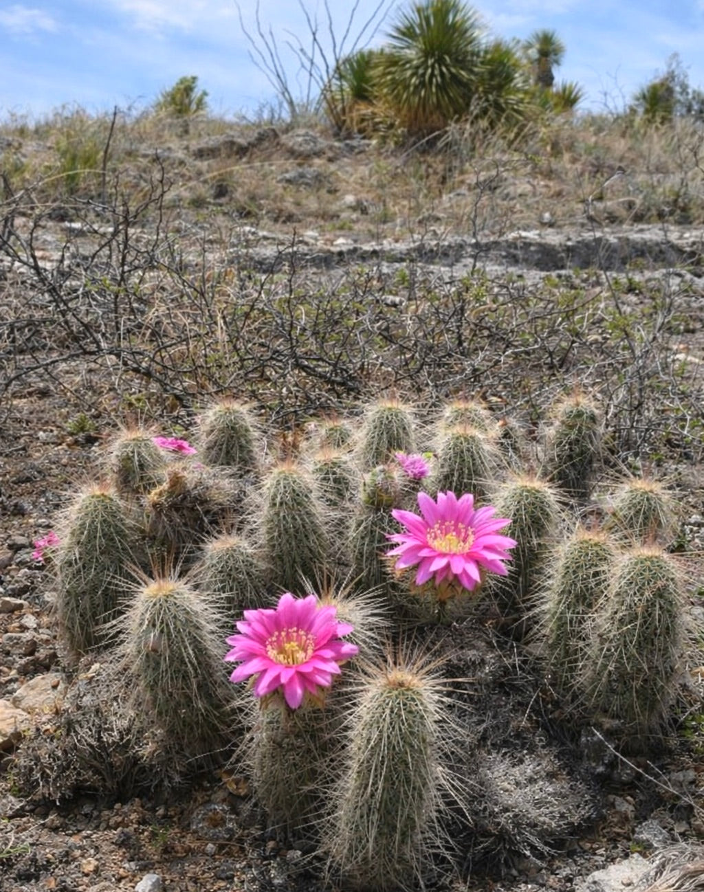 Echinocereus longisetus cluster with bright pink flowers in natural desert habitat