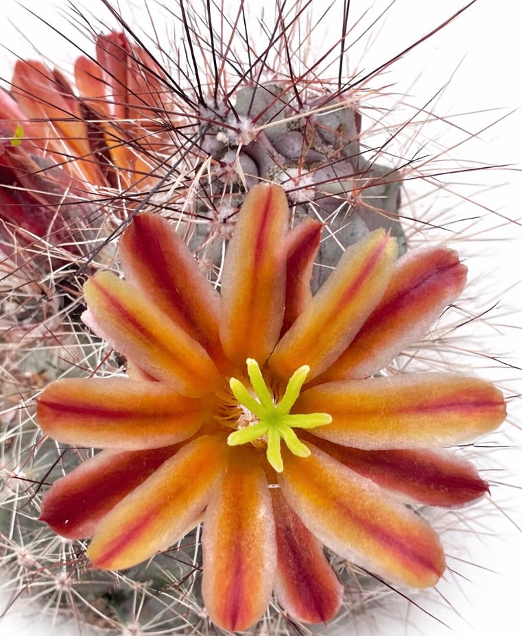 Echinocereus mapimiensis cactus with vibrant orange and red striped flower and sharp spines