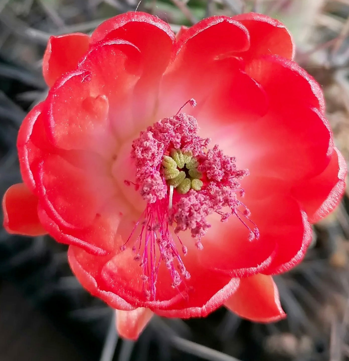 Echinocereus matudae bright red cactus flower with detailed stamens and pistils