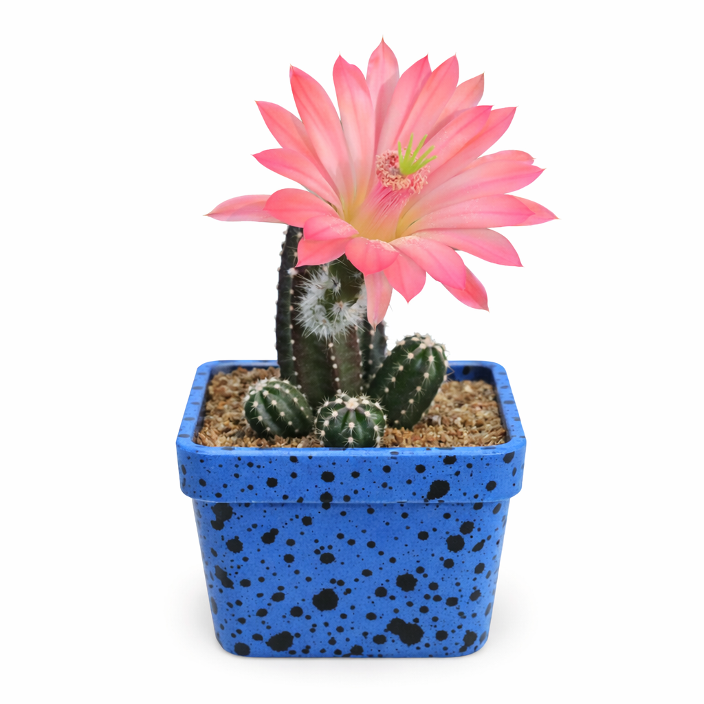 Echinocereus matudae cactus with large pink flower in blue speckled pot succulent plant