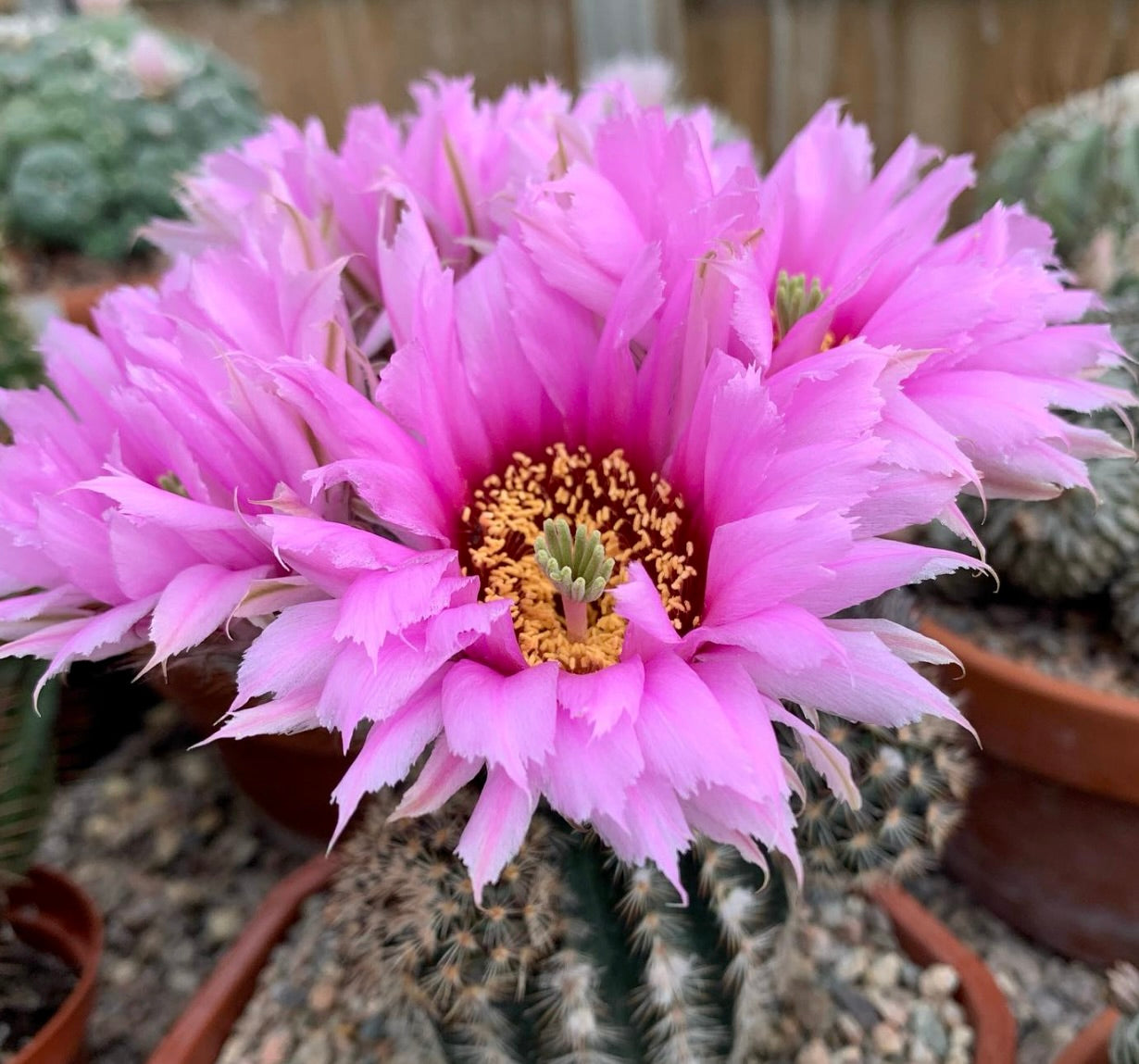 Echinocereus melanocentrus cactus with large vibrant pink spiny-edged flowers in bloom