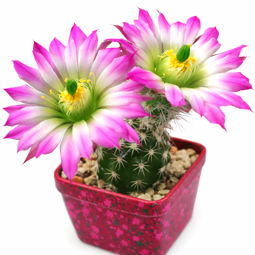 Cactus Echinocereus metorni con fiori rosa acceso e bianchi in vaso decorativo rosso